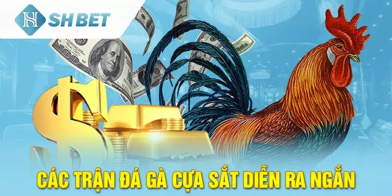 Đá Gà cựa sắt