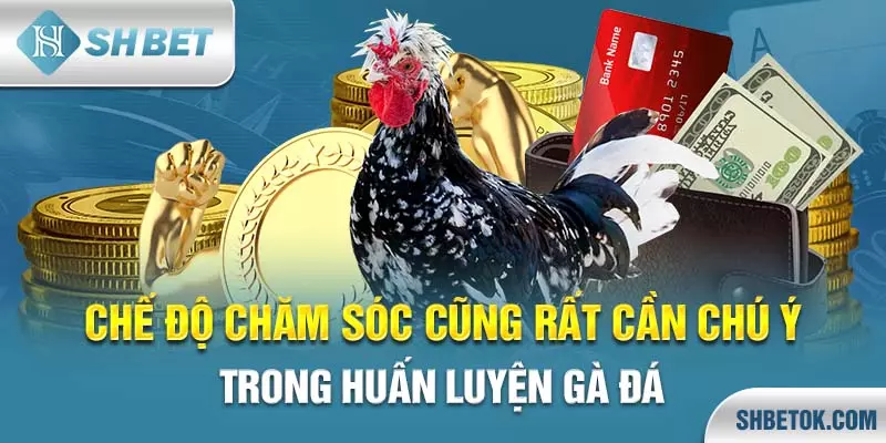 Huấn luyện gà đá