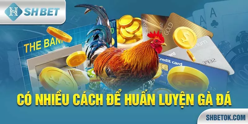 Huấn luyện gà đá