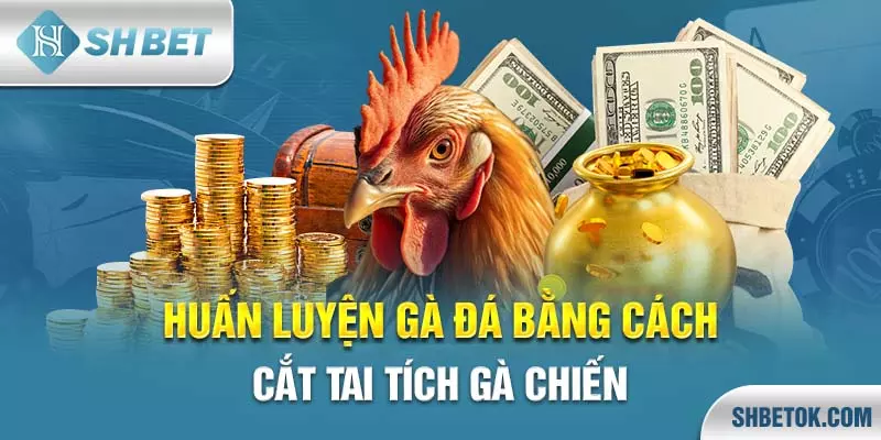 Huấn luyện gà đá