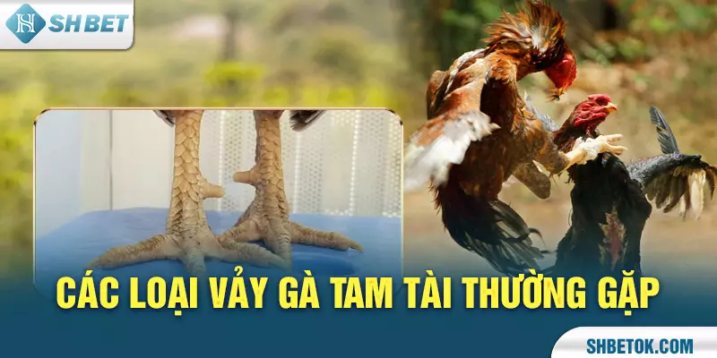 Các loại Vảy Gà Tam Tài thường gặp