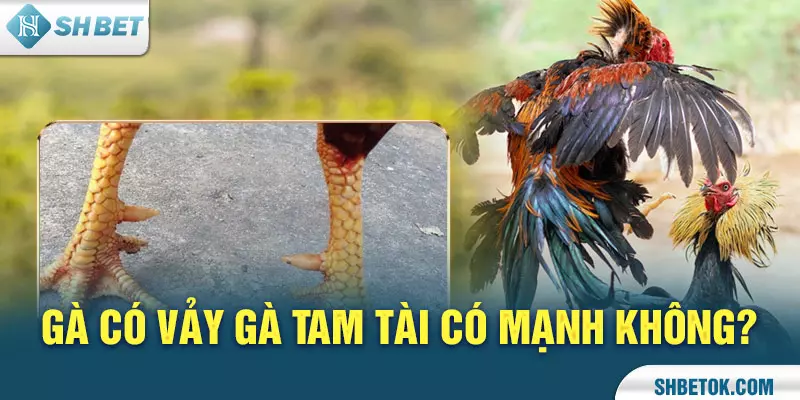 Gà có Vảy Gà Tam Tài có mạnh không?