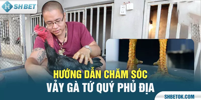 Hướng dẫn chăm sóc Vảy gà Tứ Quý Phủ Địa