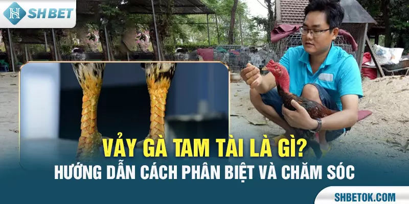 Vảy gà Tam Tài là gì? Hướng dẫn cách phân biệt và chăm sóc