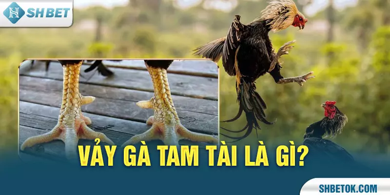 Vảy Gà Tam Tài là gì?