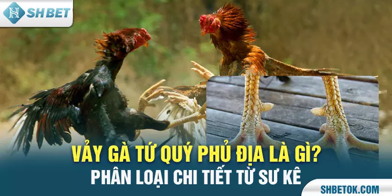 Vảy Gà Tứ Quý Phủ Địa Là Gì? Phan Loại Chi Tiết Từ Sư Kê