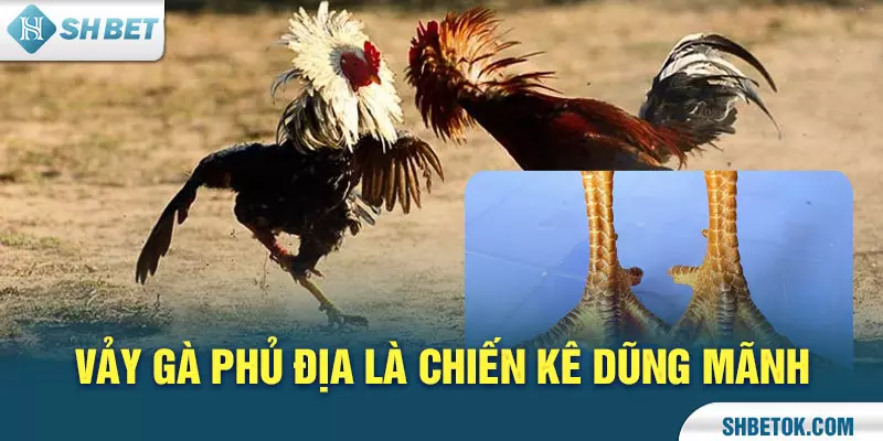 Vảy gà Phủ Địa là chiến kê dũng mãnh