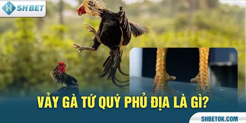Vảy gà Tứ Quý Phủ Địa là gì?