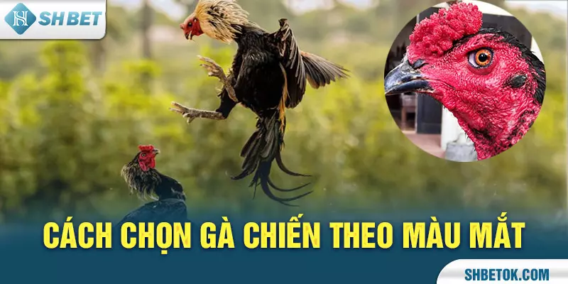 Cách chọn màu gà chiến