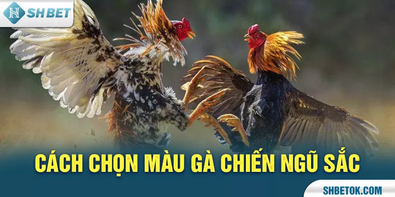 Cách chọn màu gà chiến
