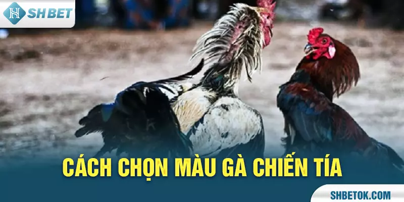 Cách chọn màu gà chiến