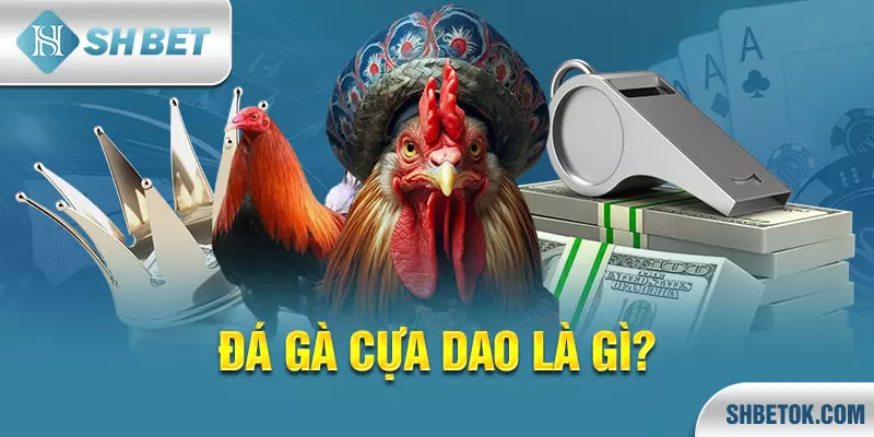 Đá gà cựa dao