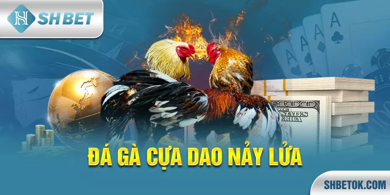 Đá gà cựa dao