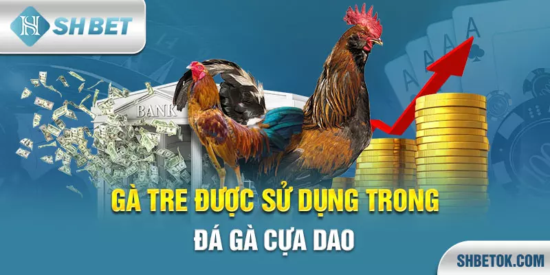 Đá gà cựa dao