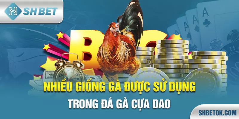 Đá gà cựa dao