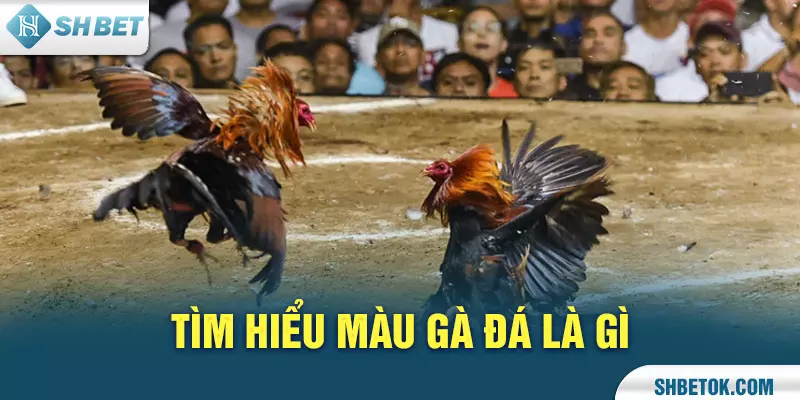 Cách chọn màu gà chiến
